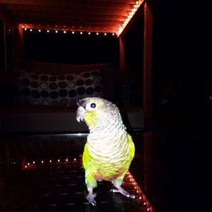 Meet your Posher, Jameson